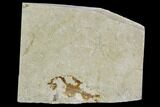 Cretaceous Brittle Star (Geocoma) Fossil - Lebanon #106199-1